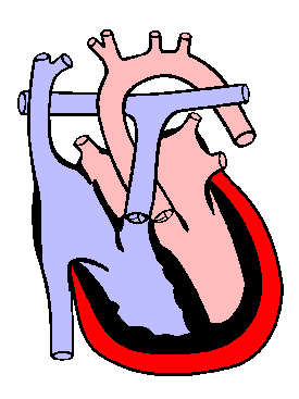 Pericardium