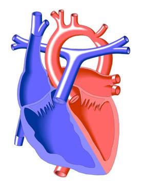 Coarctation of the Aorta