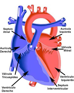 Endocardial Cushion Defect
