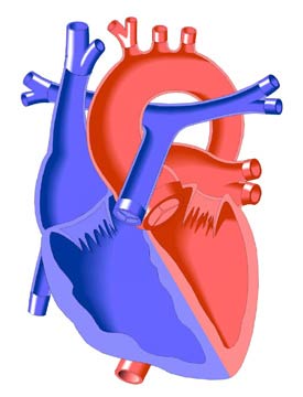 Marfan's Syndrome